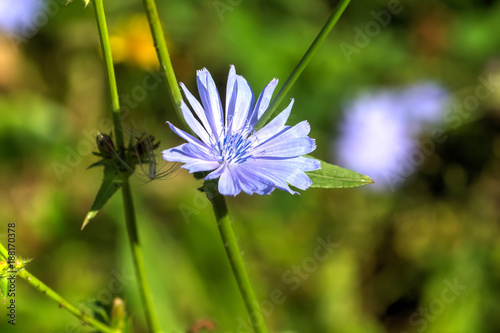 Obraz na płótnie The chicory flower growing on the summer field. w salonie