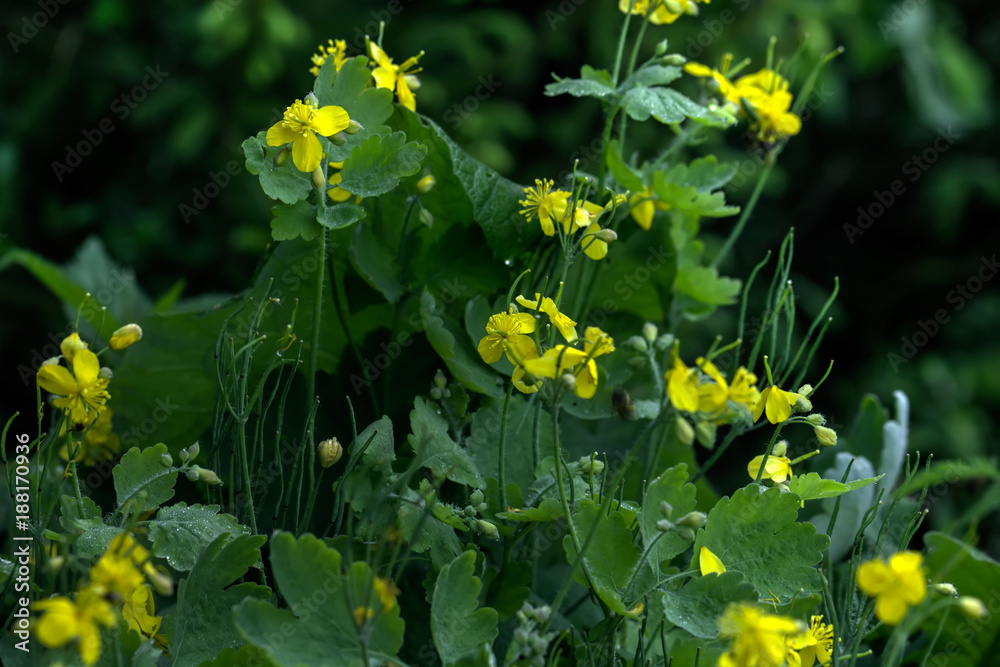 Chelidonium. Field flower. The flower celandine growing on the summer field.