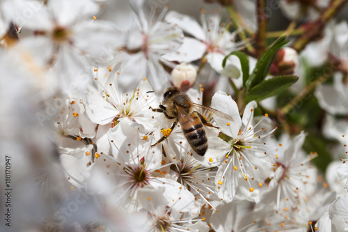 Bee on plum blossoms.