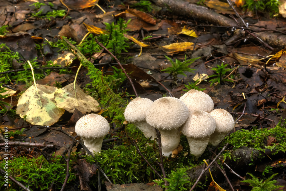 Mushroom Lycoperdon. Summer wood. A mushroom the puffball growing in the summer wood.