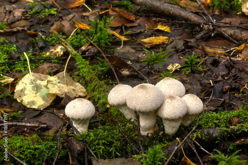 Obraz na płótnie Mushroom Lycoperdon. Summer wood. A mushroom the puffball growing in the summer wood. w salonie