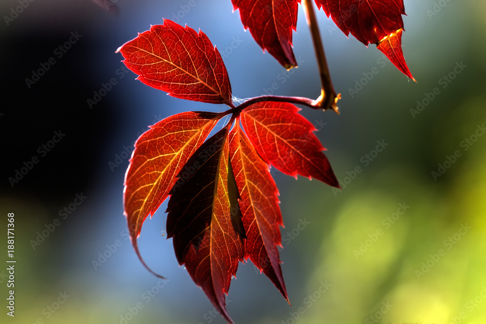 Parthenocissus. Garden plant.
Red leaves of the creeper growing in an autumn garden.
