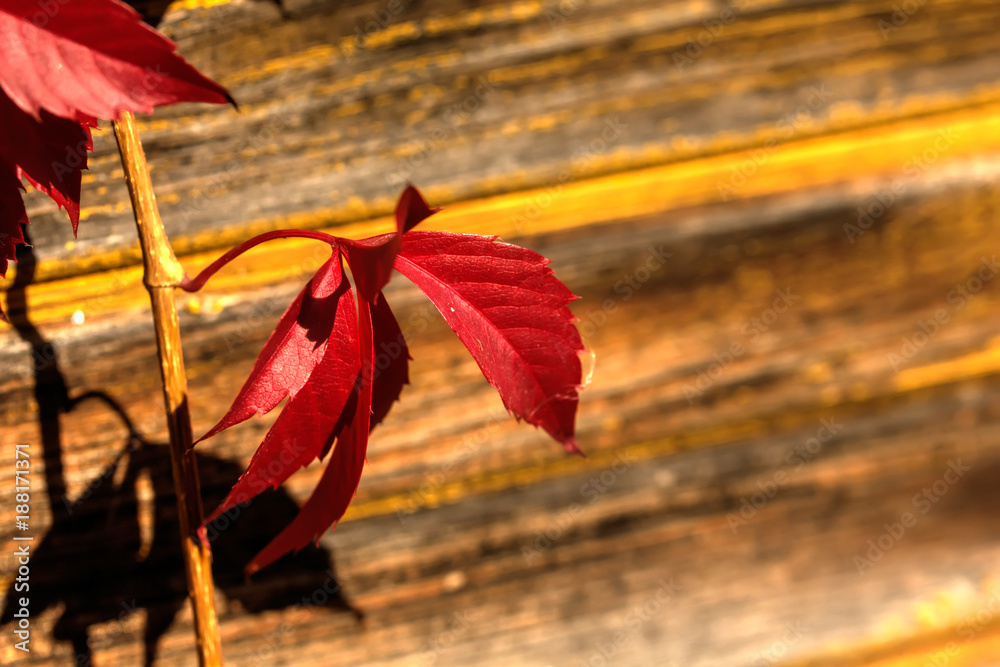 Parthenocissus. Garden plant.
Red leaves of the creeper growing in an autumn garden.