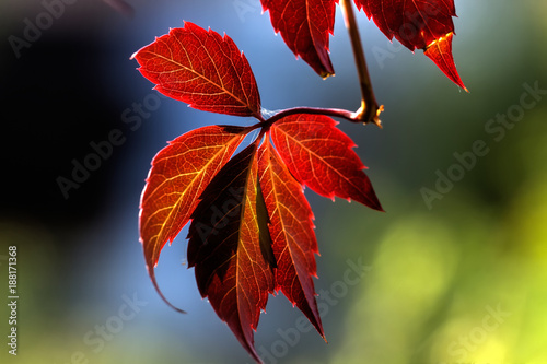 Obraz na płótnie Parthenocissus. Garden plant.
Red leaves of the creeper growing in an autumn garden.
w salonie