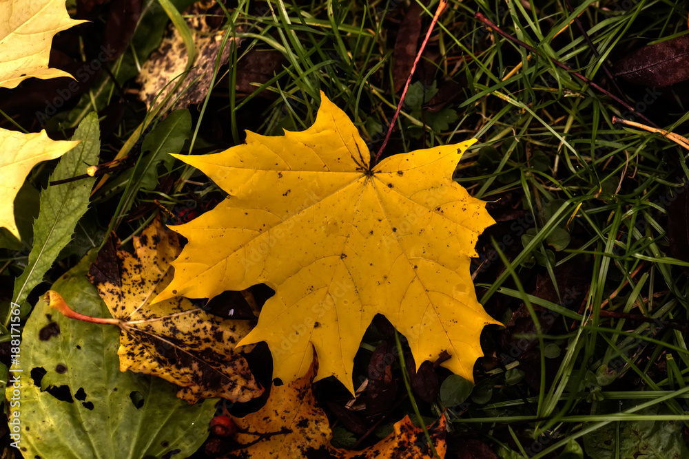 Leaves of the maple growing in the autumn wood.