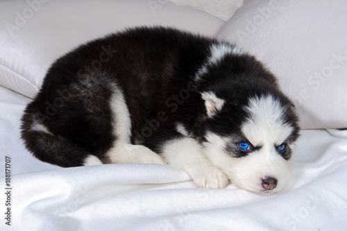 Tiny Husky puppy eyes. Great kid dogs. Northern sled Laika at a tender age. 