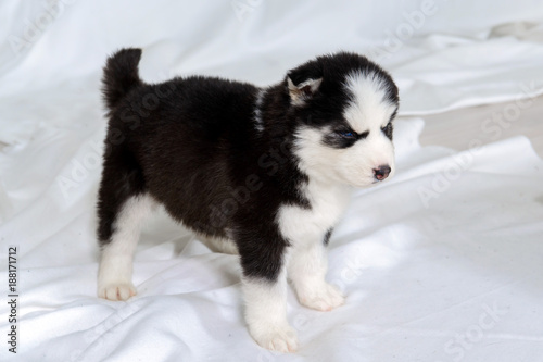 Infant Husky puppy. Great kid dogs. Northern sled Laika at a tender age. 
