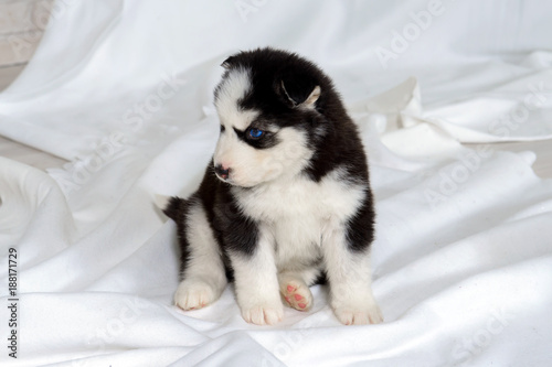Suckling Husky puppy with blue eyes. Great kid dogs. Northern sled Laika at a tender age.  © maestrovideo