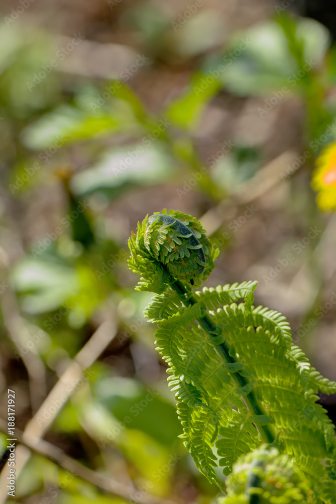 The fern growing in the summer wood. Leaves.
