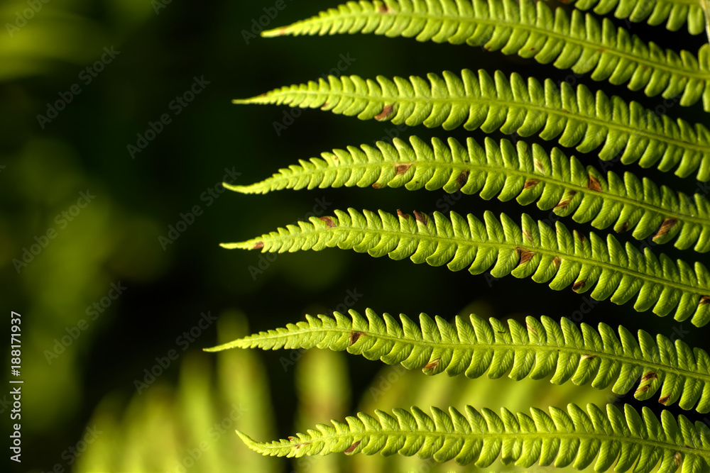 The fern growing in the summer wood. Leaves.