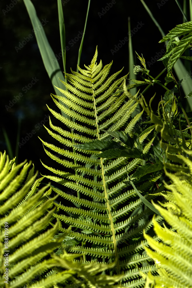 The fern growing in the summer wood. Leaves.