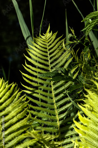 Obraz na płótnie The fern growing in the summer wood. Leaves. w salonie