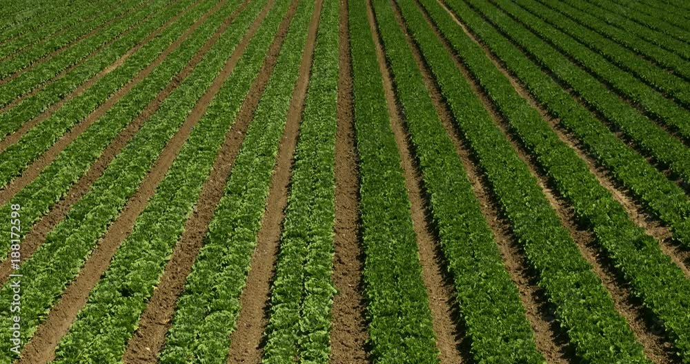 A green row of fresh crops grow on an agricultural farm field in the Salinas Valley, California USA A green row of fresh crops grow on an agricultural farm field in the Salinas Valley, California USA