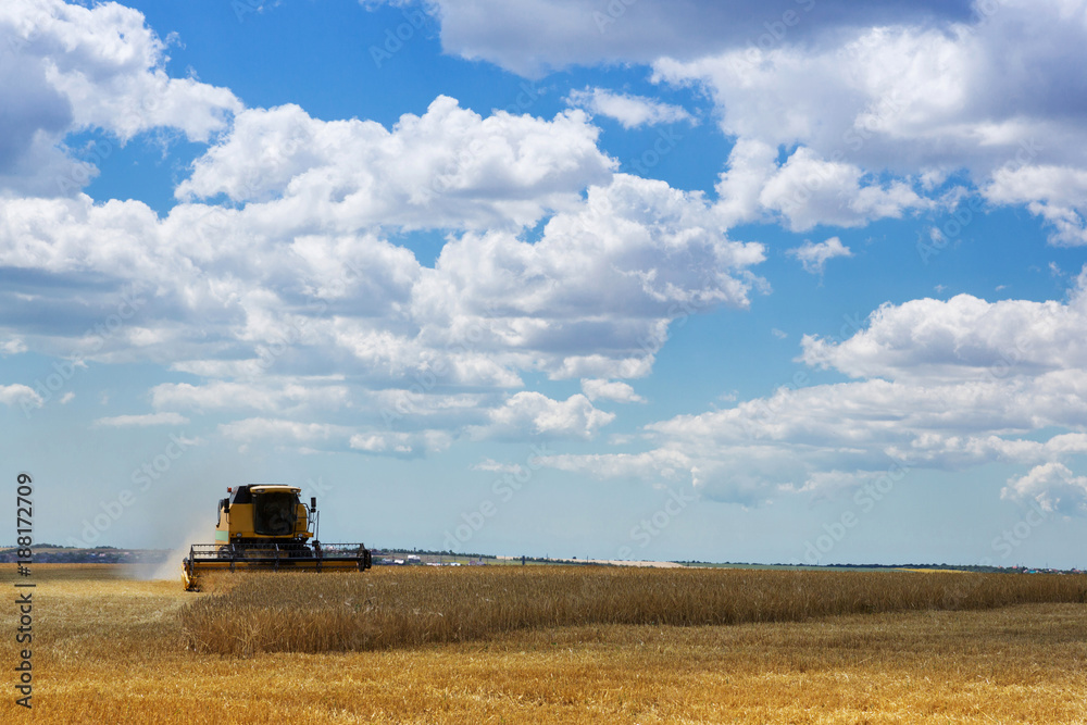 Fototapeta premium wheat field, harvesting, harvester mows wheat, yellow ripe ears