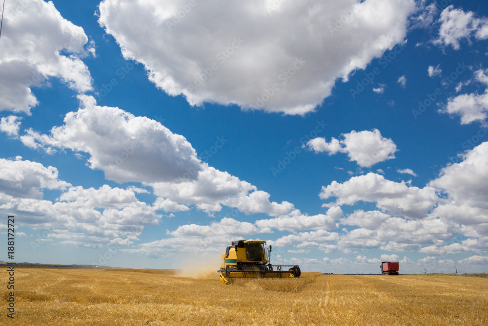 Obraz premium wheat field, harvesting, harvester mows wheat, yellow ripe ears