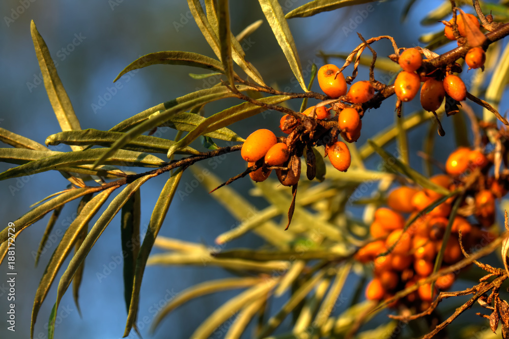 Berries of the sea-buckthorn growing in a summer garden.