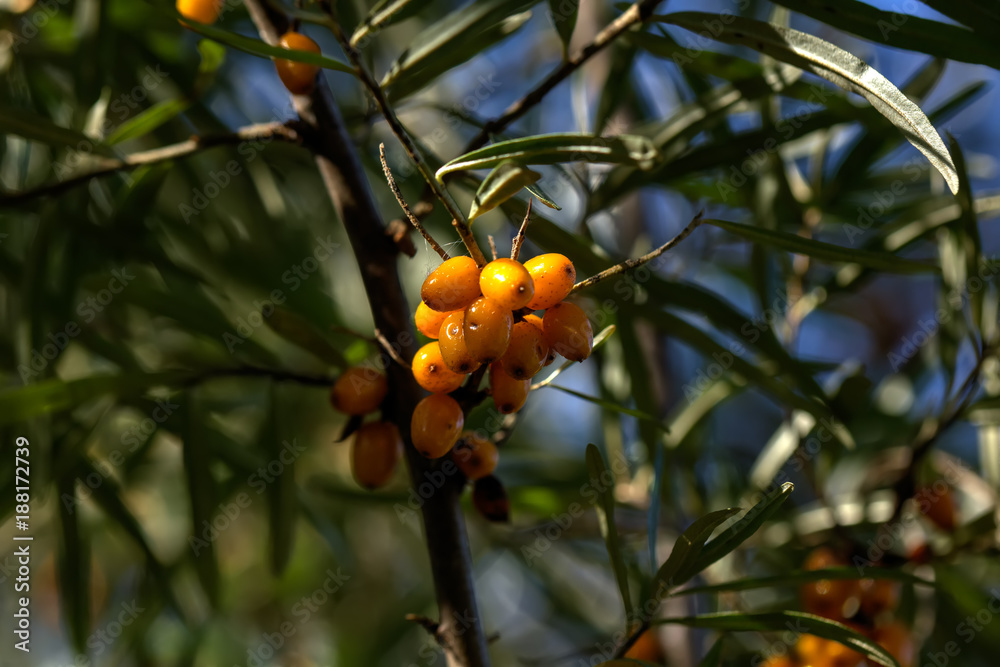 Berries of the sea-buckthorn growing in a summer garden.
