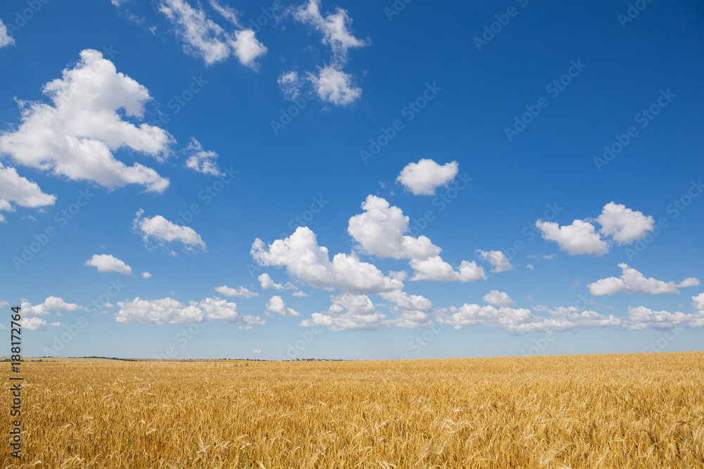 Wheat fieplanld, mature yellow wheat and blue sky