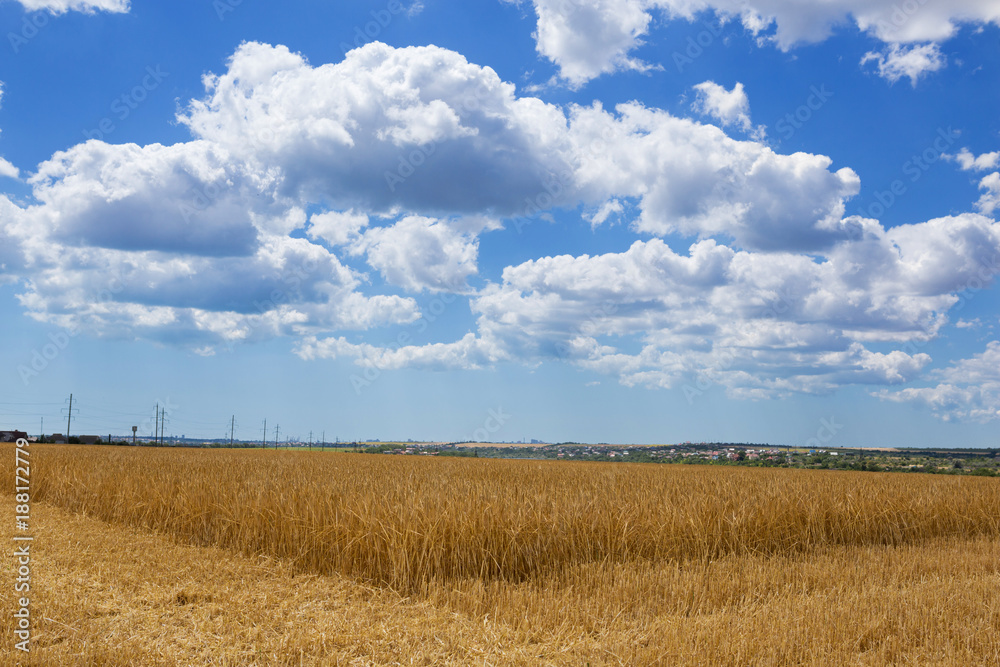 wheat field, ears of golden ripe wheat, harvesting, sloping wheat wheat field, ears of golden ripe wheat, harvesting, sloping wheat