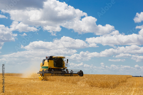 wheat field, harvesting, harvester mows wheat, yellow ripe ears