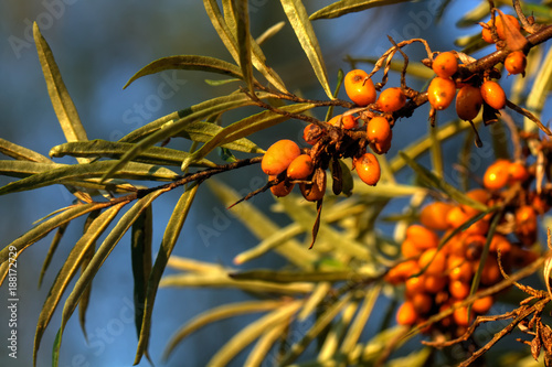Obraz na płótnie Berries of the sea-buckthorn growing in a summer garden. w salonie