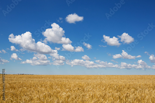 Wheat fieplanld  mature yellow wheat and blue sky