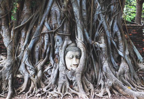 Ancient Buddha head in tree roots. 