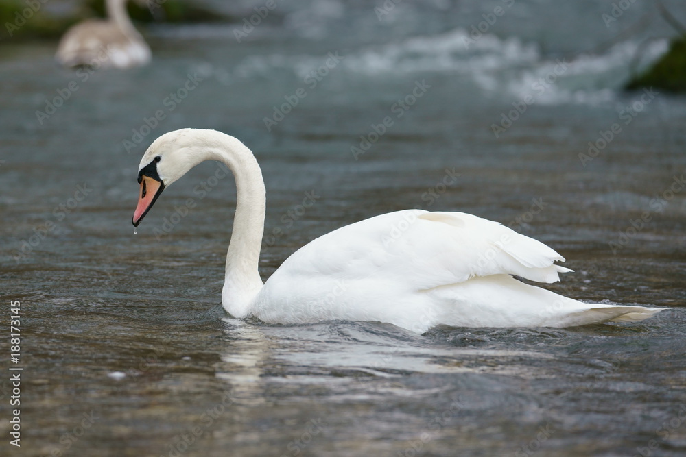 Schwarn an der Isar