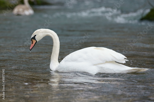 Schwarn an der Isar