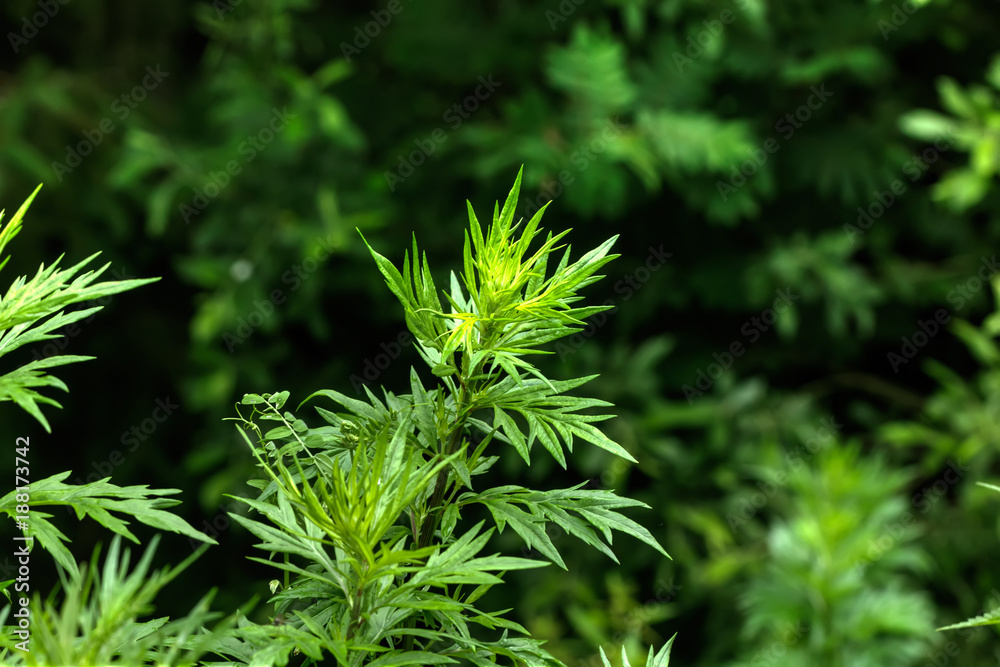 The wormwood growing on the edge of the summer field.