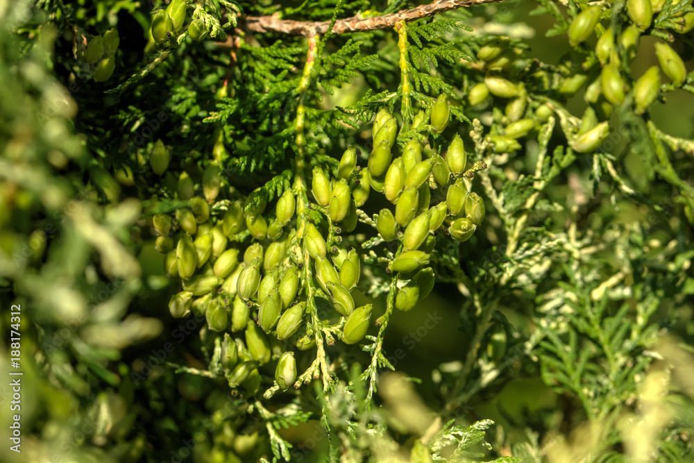 Berries of the thuja growing in an autumn garden.