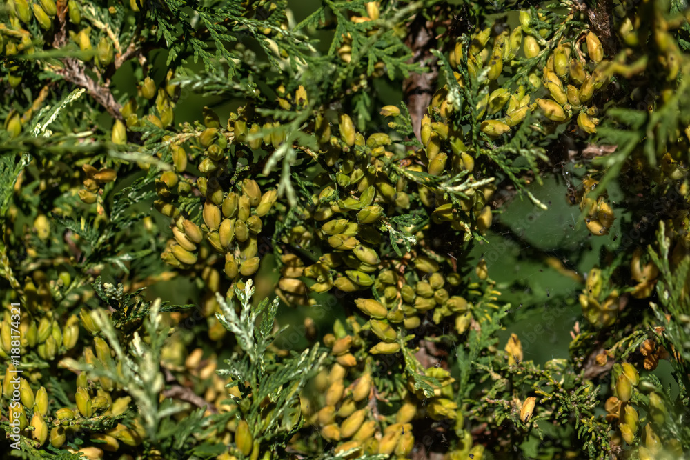 Berries of the thuja growing in an autumn garden.