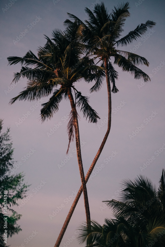 Postcard motive: Two palms during sunset on tropical island give a exotic feeling to the viewer