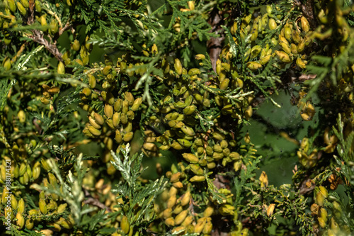 Obraz na płótnie Berries of the thuja growing in an autumn garden. w salonie