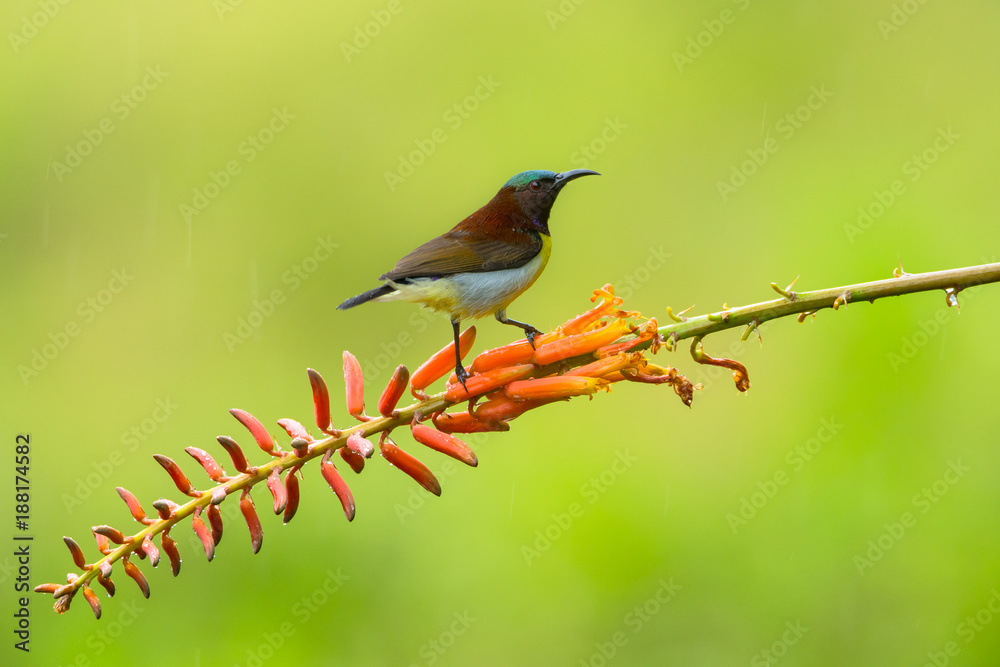 Fototapeta premium sun bird sitting on flower