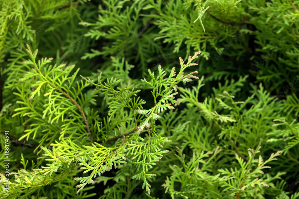 Leaves of the thuja growing in an autumn garden. Leaves of the thuja growing in an autumn garden.
