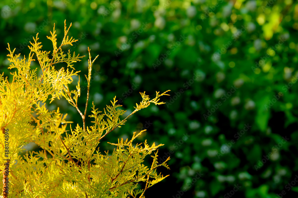 Leaves of the thuja growing in an autumn garden.