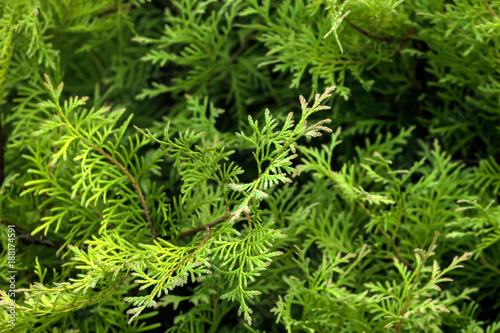 Leaves of the thuja growing in an autumn garden.