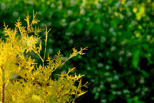 Obraz na płótnie Leaves of the thuja growing in an autumn garden. w salonie
