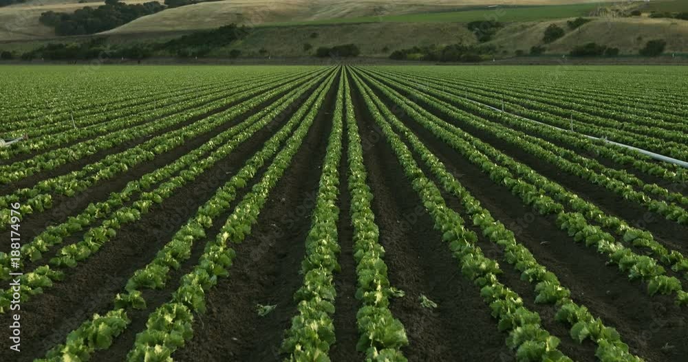 A green row of fresh crops grow on an agricultural farm field in the Salinas Valley, California USA