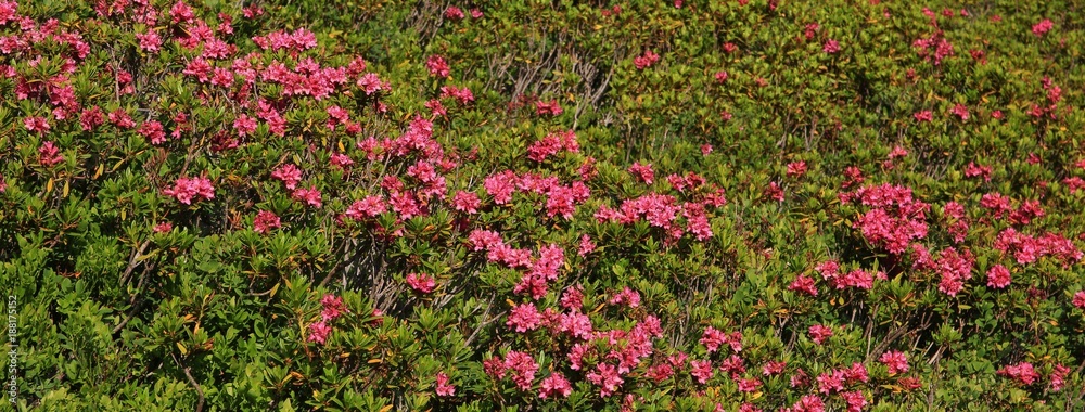 Sea of wildflowers, small rhododendron named alpenrosen.