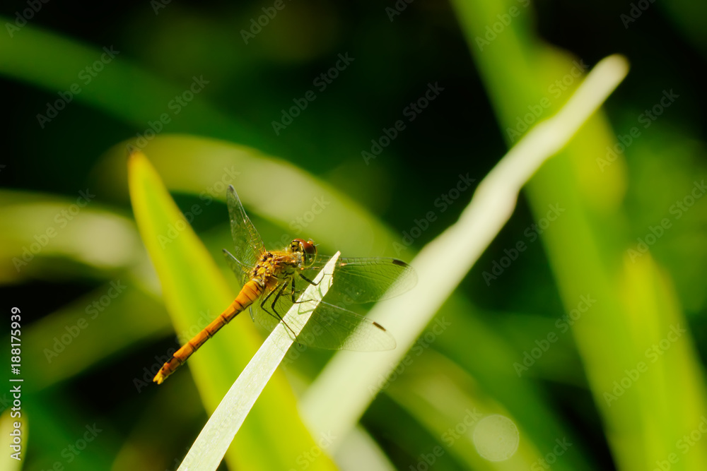 Large dragonflies. Summer meadow. The dragonfly Aeshna sitting on a blade on a summer meadow.
