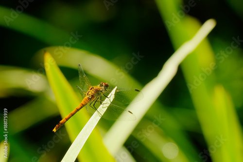 Obraz na płótnie Large dragonflies. Summer meadow. The dragonfly Aeshna sitting on a blade on a summer meadow. w salonie