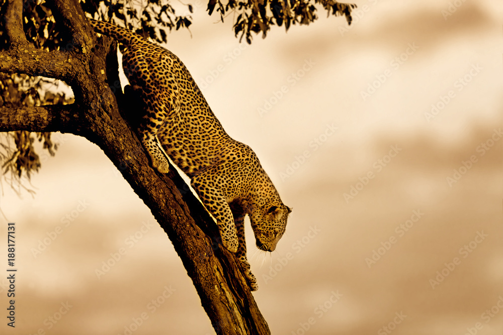 Obraz premium Leopard Bahati climbing down from the tree in Masai Mara, Kenya