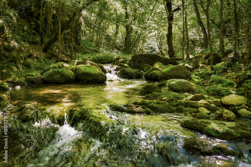 River Mladejka in the Strandja national park  in Bulgaria  Rocks and trees covered with moss