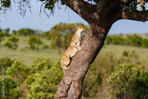 Canvas Print Big Lioness climbing on a tree in Masai Mara, Kenya
