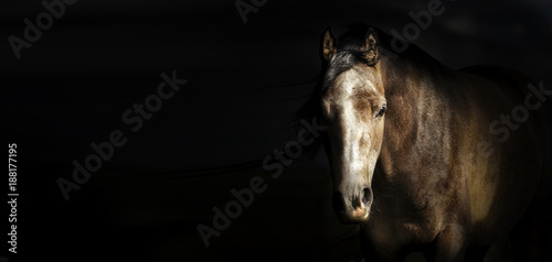 Portrait of horse head at dark background  banner.  Looks at the camera