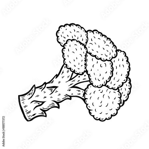 broccoli vector illustration