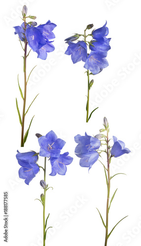 Fototapeta Naklejka Na Ścianę i Meble -  four bellflower blue flowers on long stem