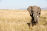 Adult elephant in the Masai Mara
